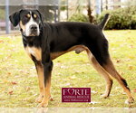 Small #13 Greater Swiss Mountain Dog