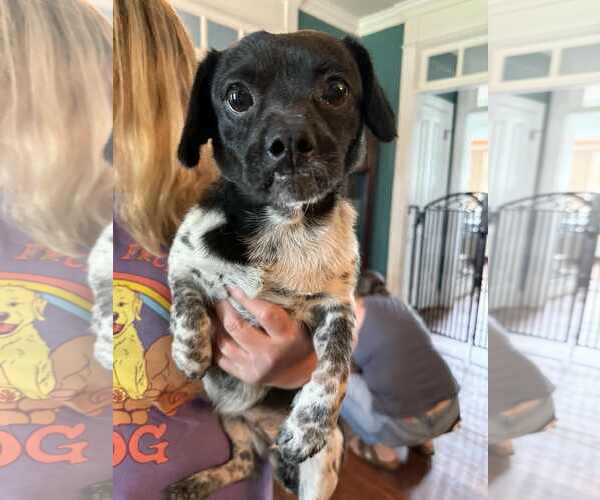 Medium Photo #3 Chihuahua-Unknown Mix Puppy For Sale in Holly Springs, NC, USA