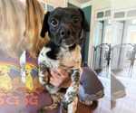 Small #2 Chihuahua Mix