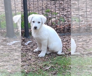 German Shepherd Dog Puppy for sale in SPOTSYLVANIA, VA, USA