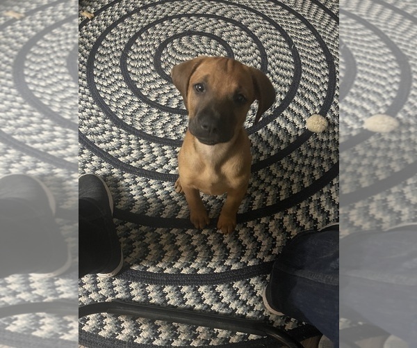 Medium Photo #4 Redbone Coonhound Puppy For Sale in DEXTER, MO, USA