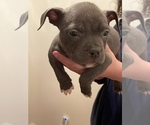 Small Photo #5 American Bully Puppy For Sale in MACON, GA, USA