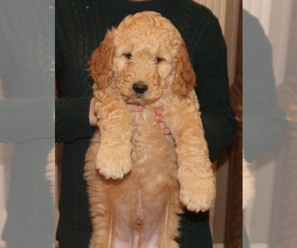 Medium Photo #1 Goldendoodle Puppy For Sale in NEOSHO, MO, USA