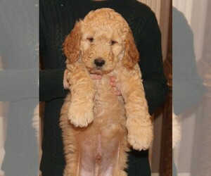Goldendoodle Puppy for sale in NEOSHO, MO, USA