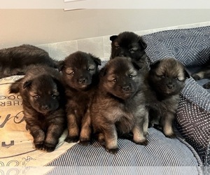 Keeshond Puppy for sale in MONEE, IL, USA