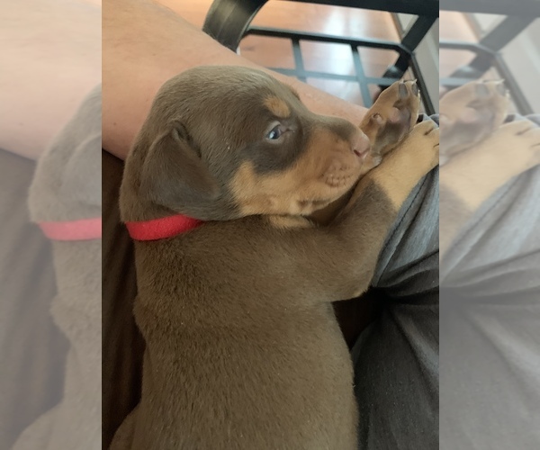 Medium Photo #3 Doberman Pinscher Puppy For Sale in CHATSWORTH, GA, USA