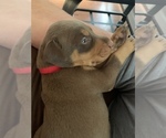 Small Photo #3 Doberman Pinscher Puppy For Sale in CHATSWORTH, GA, USA