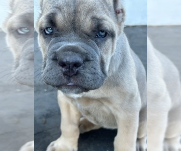 Medium Photo #43 Cane Corso Puppy For Sale in OCEANSIDE, CA, USA