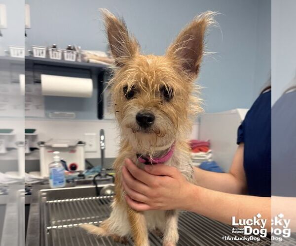 Medium Photo #2 Cairn Terrier-Unknown Mix Puppy For Sale in Washington, DC, USA