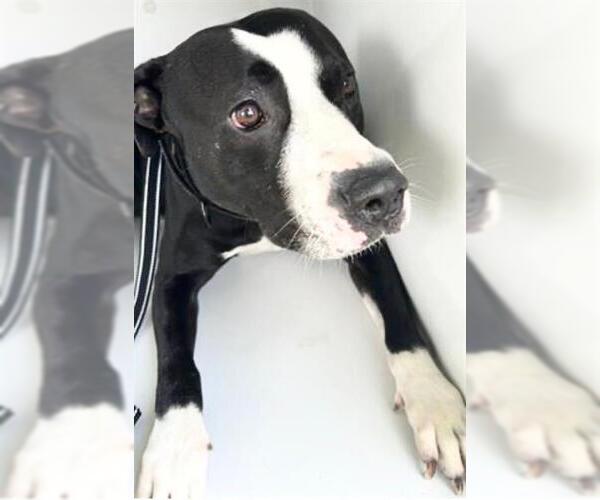 Medium Photo #1 Labrador Retriever-Unknown Mix Puppy For Sale in Houston, TX, USA