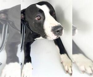 Labrador Retriever-Unknown Mix Dogs for adoption in Houston, TX, USA