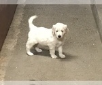 Small Photo #2 Goldendoodle Puppy For Sale in EASTON, MA, USA