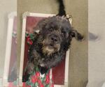 Small GIANT SCHNAUZER -Poodle (Standard) Mix