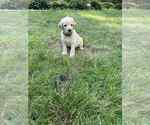 Small Photo #7 Aussiedoodle-Labradoodle Mix Puppy For Sale in BRYANTOWN, MD, USA
