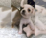 Zaza - Female Chihuahua-Unknown Mix Dog for Adoption - Small photo