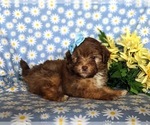 Small Photo #4 Havanese-Poodle (Toy) Mix Puppy For Sale in ELKTON, MD, USA