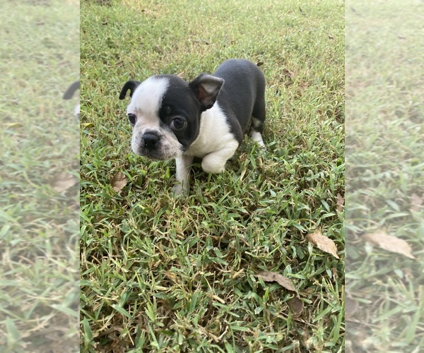 Medium Photo #5 Boston Terrier Puppy For Sale in FREDONIA, KS, USA
