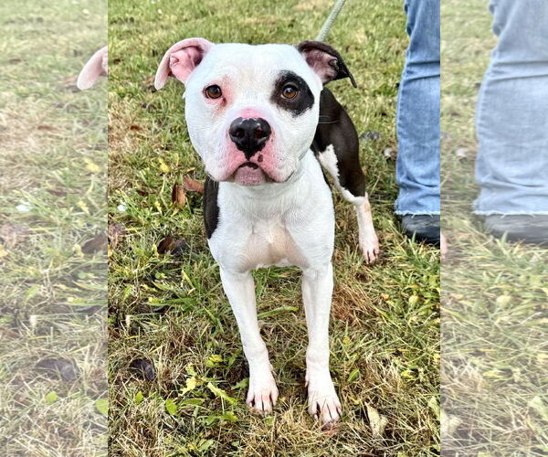 Medium Photo #3 Mutt Puppy For Sale in Pittsburgh, PA, USA