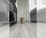 Small Photo #12 Golden Retriever Puppy For Sale in ORLANDO, FL, USA