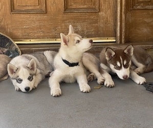 Siberian Husky Puppy for sale in PANORAMA CITY, CA, USA