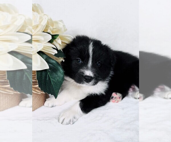 Medium Photo #5 Border Collie Puppy For Sale in STRAFFORD, MO, USA