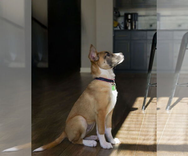 Medium Photo #6 Shepradors Puppy For Sale in Princeton, MN, USA