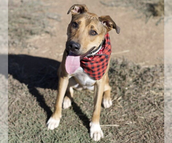 Medium Photo #1 Mutt Puppy For Sale in Placerville, CA, USA