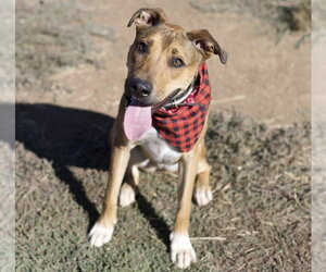 Mutt Dogs for adoption in Placerville, CA, USA