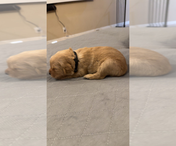 Medium Photo #12 Golden Retriever Puppy For Sale in PEORIA, AZ, USA
