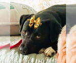 Small #1 Labrador Retriever Mix