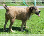 Small #2 Mutt