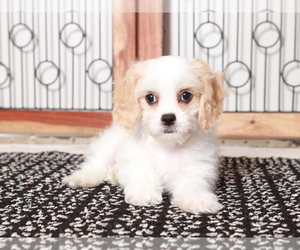 Cavachon Puppy for Sale in NAPLES, Florida USA