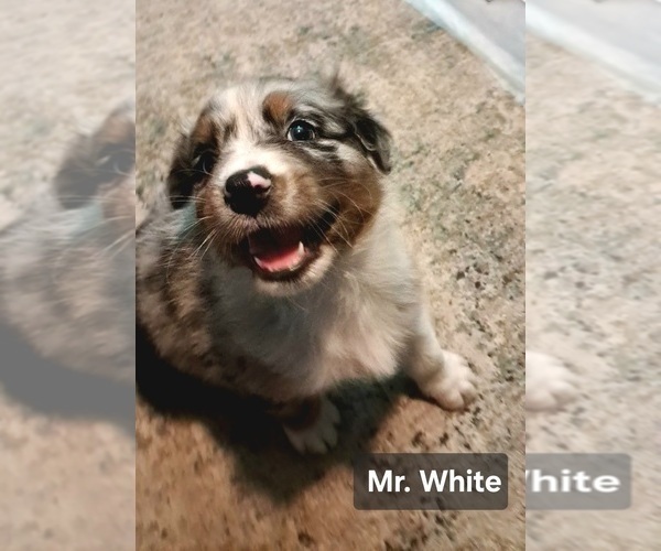 Medium Photo #1 Australian Shepherd Puppy For Sale in NEWTON, IA, USA