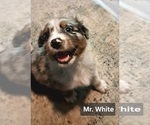 Image preview for Ad Listing. Nickname: Mr White