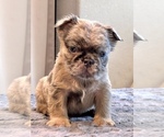 Small #20 English Bulldog