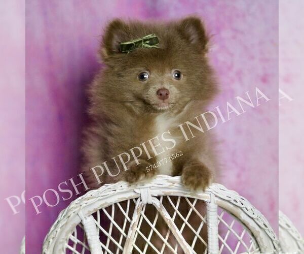 Medium Photo #2 Pomeranian Puppy For Sale in WARSAW, IN, USA