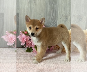 Shiba Inu Puppy for sale in CANOGA, NY, USA