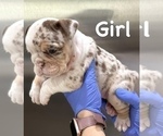 Small Photo #3 English Bulldog Puppy For Sale in CINCINNATI, OH, USA