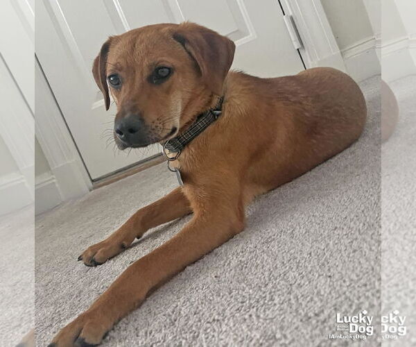 Medium Photo #6 Labrador Retriever-Unknown Mix Puppy For Sale in Washington, DC, USA