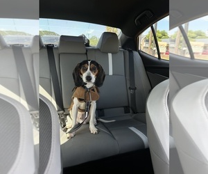 Beagle Puppy for sale in CORPUS CHRISTI, TX, USA