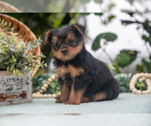 Shorkie Tzu Litter for sale in KIRKWOOD, PA, USA