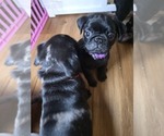 Small #7 Pug