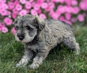 Schnauzer (Miniature) Puppy for sale in GOSHEN, IN, USA