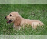 Small Photo #9 Golden Irish Puppy For Sale in JONES, MI, USA