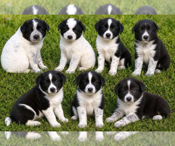 Medium Photo #2 Border-Aussie Puppy For Sale in CLARE, MI, USA