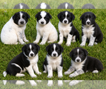 Small #1 Border-Aussie
