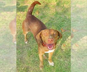 Labrador Retriever-Unknown Mix Dogs for adoption in Brewster, MA, USA