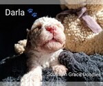 Small Photo #121 Goldendoodle (Miniature) Puppy For Sale in GASTONIA, NC, USA
