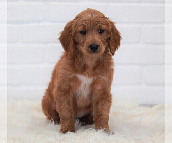Medium Photo #1 Goldendoodle Puppy For Sale in APPLE CREEK, OH, USA