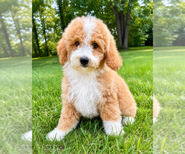 Medium Photo #1 Goldendoodle (Miniature) Puppy For Sale in FAIR HAVEN, MI, USA